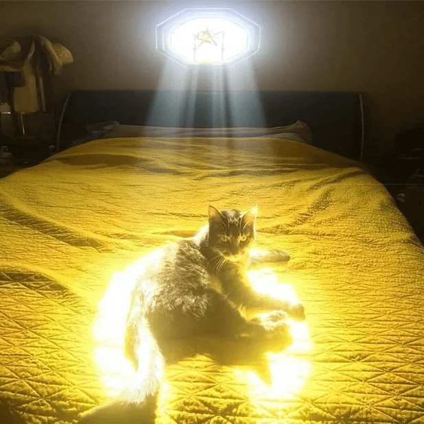 Divine Cat